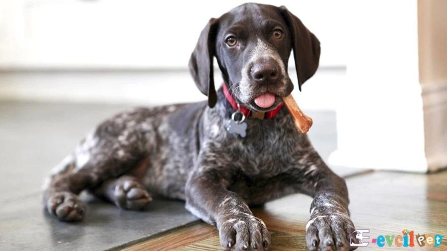 Alman Puanteri (German Shorthaired Pointer) Alman Puanteri Genetik Sağlık Sorunları Hastalıkları (German Shorthaired Pointer)