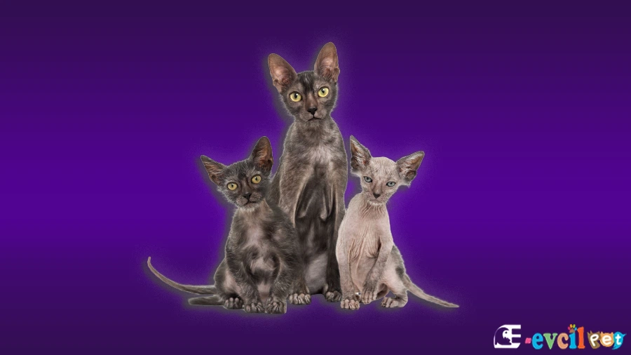 Lykoi Kedisi