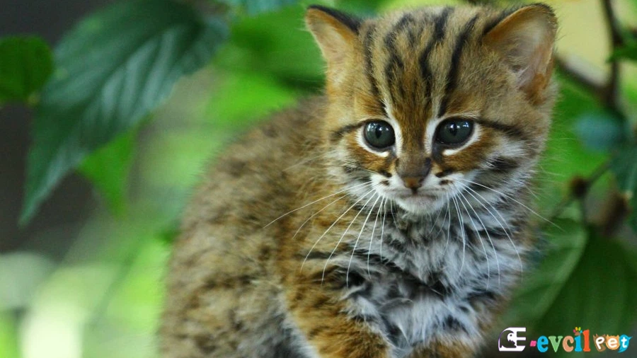 Paslı Kedi Fiziksel Özellikleri