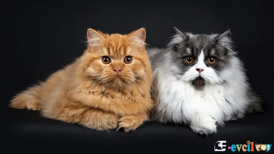 British Longhair Temel Eğitimi ve Tuvalet Eğitimi