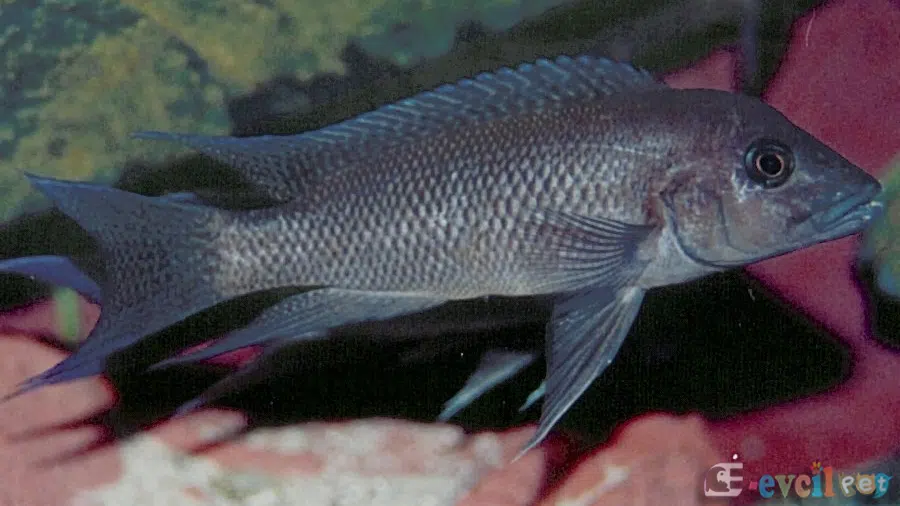 Neolamprologus christyi