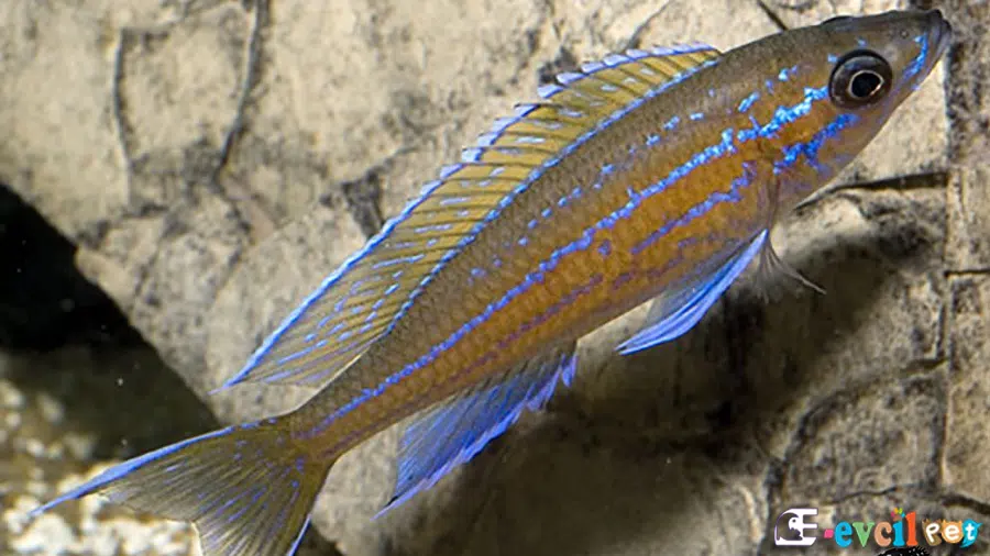 Paracyprichromis Nigripinnis Akvaryumu