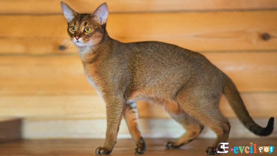 Chausie Bakımı ve Beslenmesi