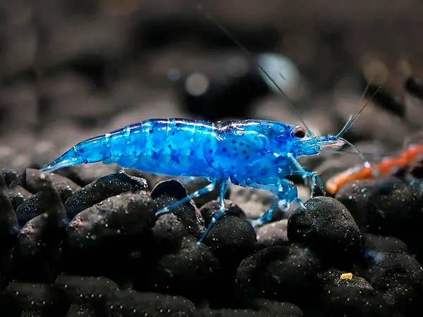 Mavi Kadife Karides (Blue Velvet Shrimp)