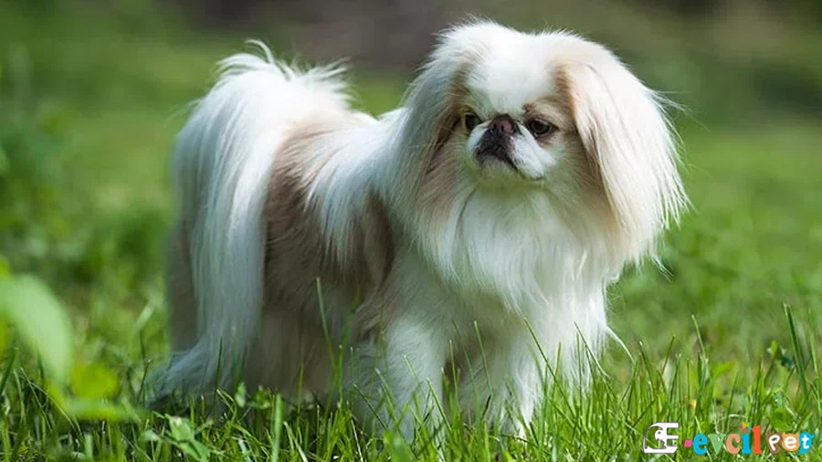 Japon Köpeği Bakımı ve Beslenmesi (Japanese Chin)