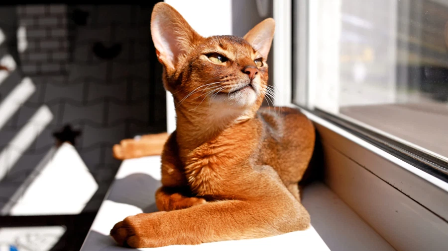 Habeş (Abyssinian) Fiziksel Özellikleri