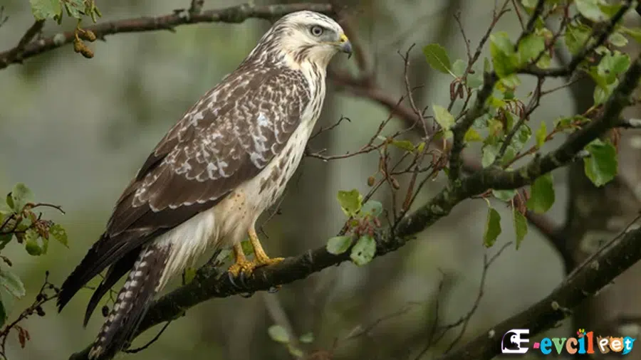 Bayağı Şahin (Buteo buteo)