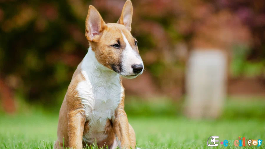 Bull Terrier Bakımı ve Beslenmesi