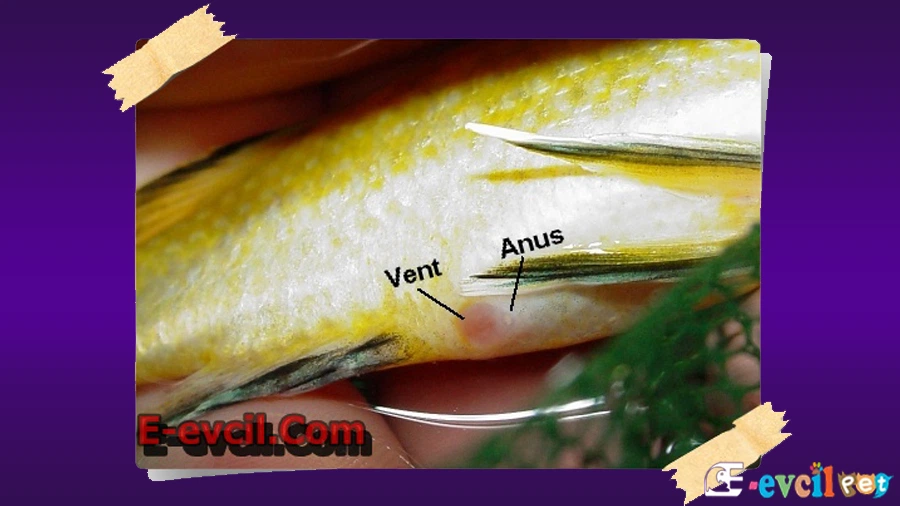 Sarı Prenses Cinsiyet Ayrımı