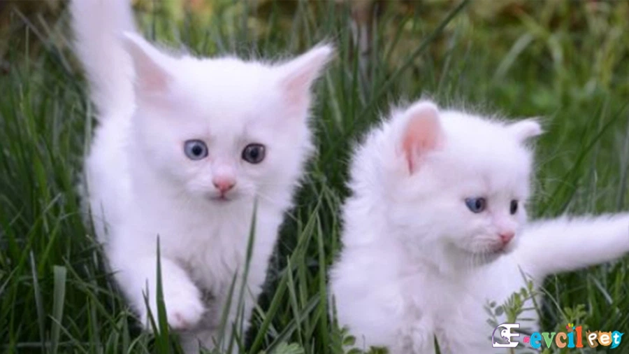 Ankara Kedisi Bakımı ve Beslenmesi