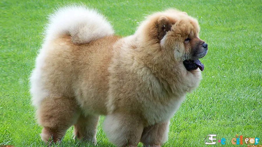 Chow Chow (Çin Aslanı) Chow Chow (Çin Aslanı) Temel Eğitimi ve Tuvalet Eğitimi
