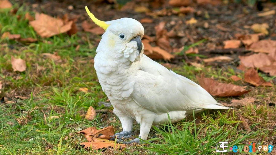 Kakadu Papağanı (Cockatoo) Çimler üzerinde