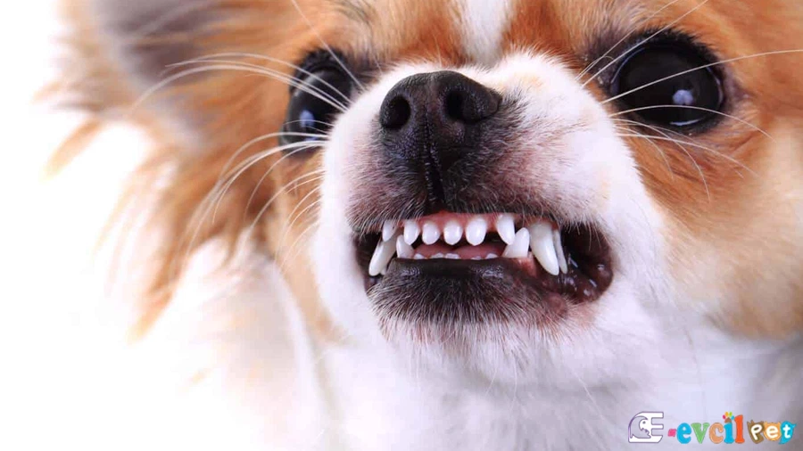 Sonraki Aşama Köpeğin Tehdit Algısı ve Değiştirilmesi
