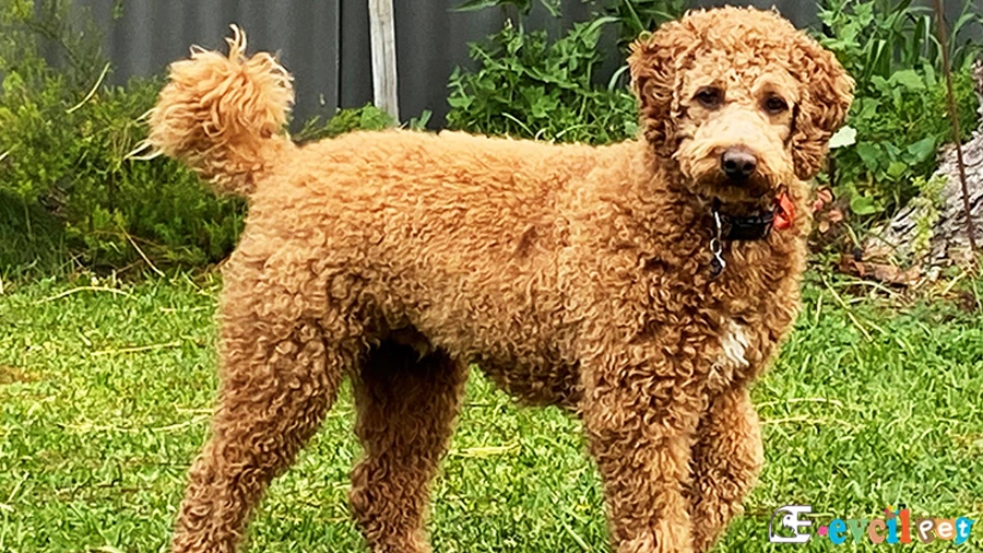 Goldendoodle Hazırolda