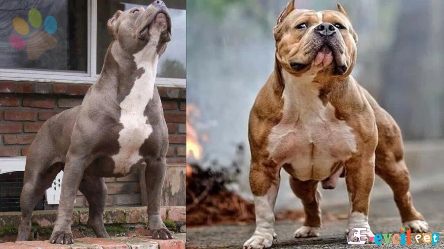 Köpeğin kaslı olması için ne yapmalı?