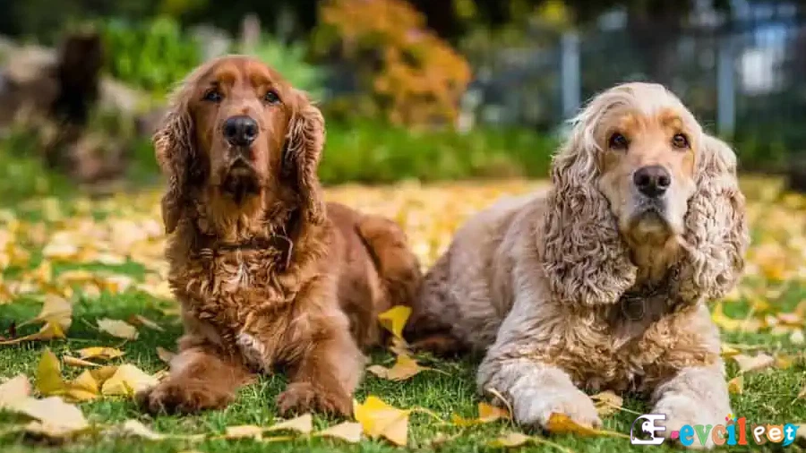 İngiliz Cocker Spaniel Karakter Özellikleri