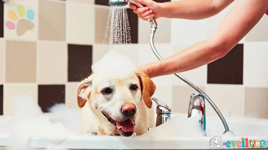 Yavru Köpekler Ne Zaman Banyo Yapmalı?