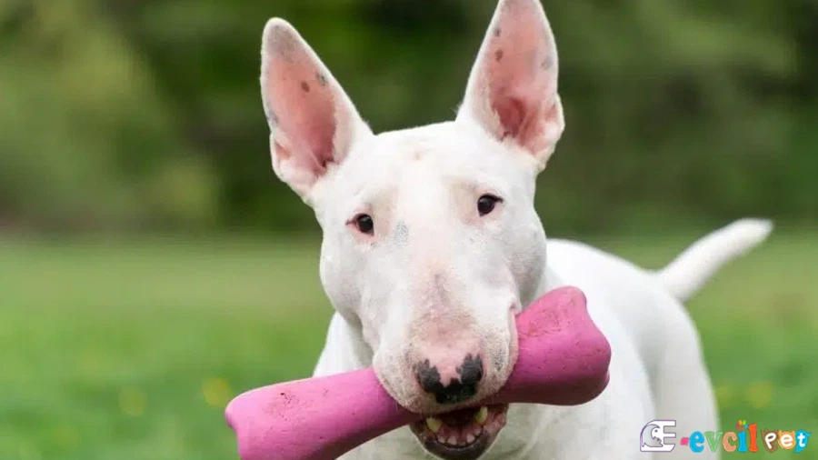 Minyatür Bull Terrier Fiziksel Özellikleri