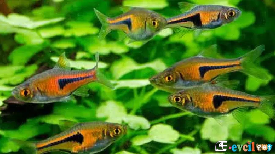Harlequin Rasbora Bitkili Akvaryum