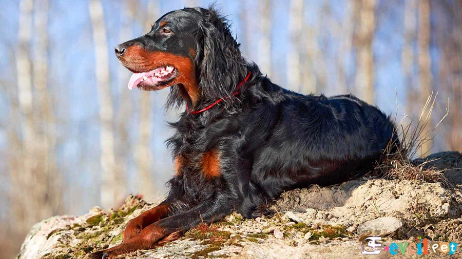 Gordon Setter Fiziksel Özellikleri