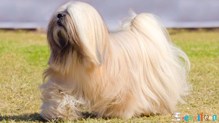 Lhasa Apso Lhasa Apso Karakter Özellikleri