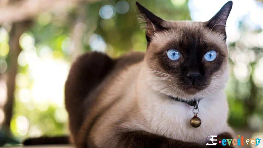 Siyam Bakımı ve Beslenmesi