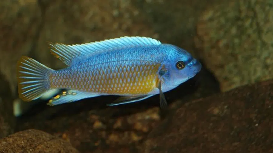 Labeotropheus Fuelleborni Akvaryumu