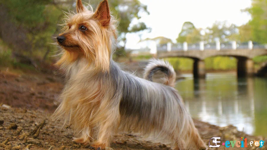 Silky Terrier Fiziksel Özellikleri