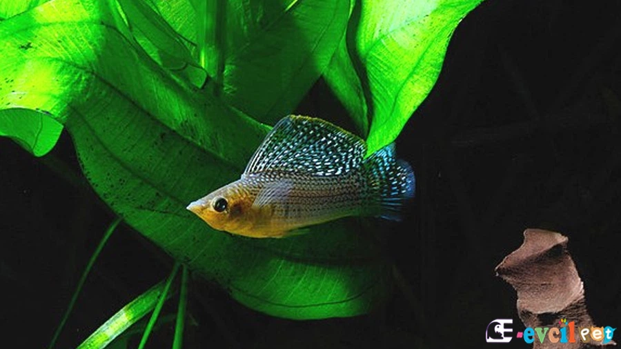 Poecilia velifera (Velifera)