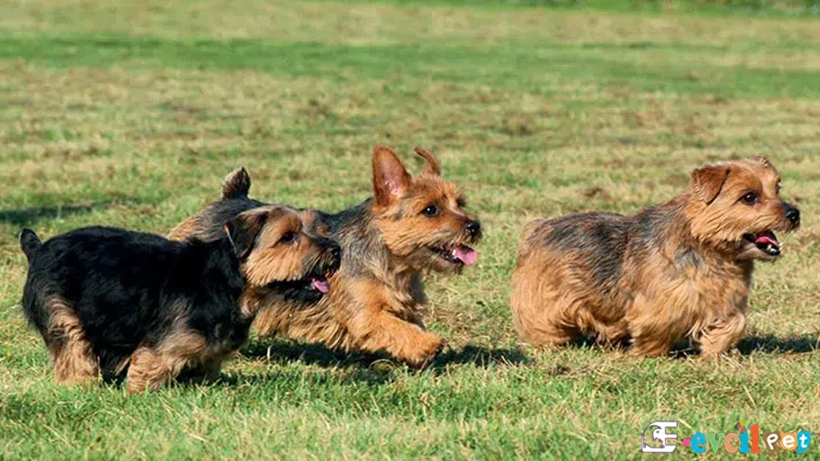 Norfolk Terrier Temel Eğitimi ve Tuvalet Eğitimi