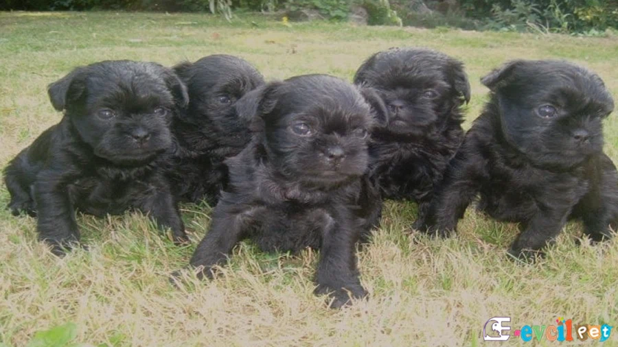 Affenpinscher Temel Eğitimi ve Tuvalet Eğitimi
