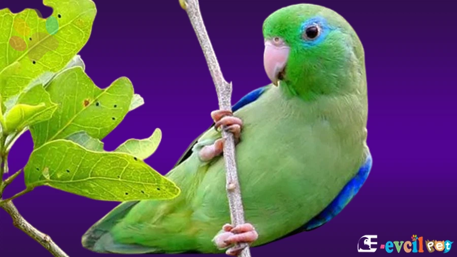 Parrotlet Papağanı Karakter Özellikleri