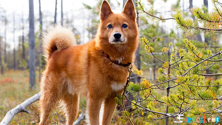 Finnish Spitz Karakter Özellikleri