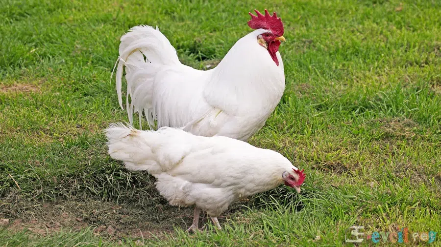 Ligorin Tavuğu (Leghorn) ve Horozu