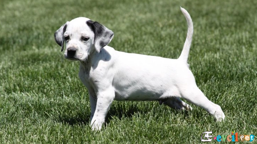 English Pointer English Pointer Genetik Sağlık Sorunları Hastalıkları