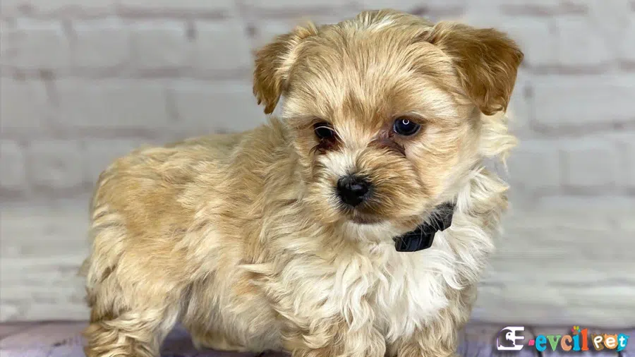 Yorkipoo