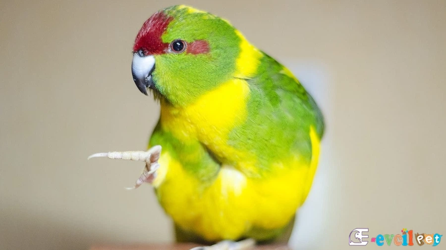 Kakariki Papağanı (Cyanoramphus)