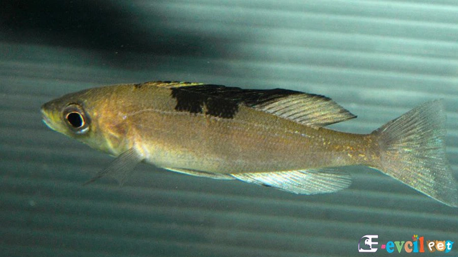 Cyprichromis Microlepidotus