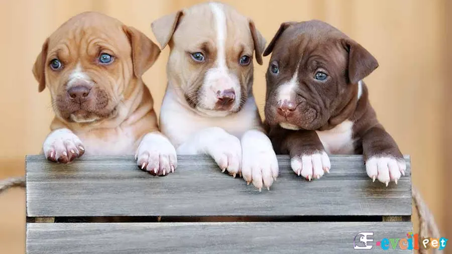 Amerikan Pitbull Terrier Amerikan Pitbull Terrier Temel Eğitimi ve Tuvalet Eğitimi