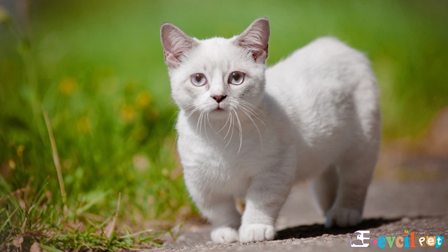 Munchkin Karakter Özellikleri