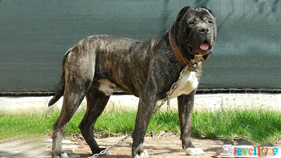 Perro de Presa Canario (Kanarya Mastiff) Perro de Presa Canario (Kanarya Mastiff)