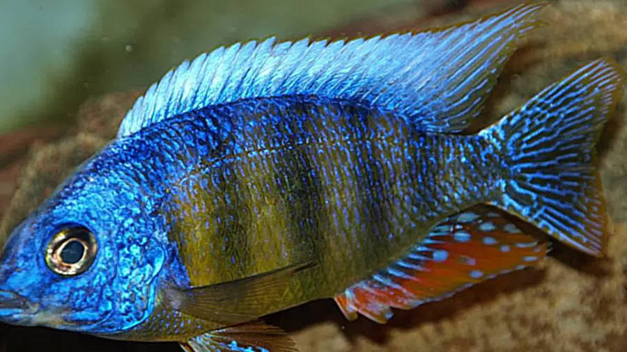 Protomelas sp. Steveni Taiwan Baskın Erkek