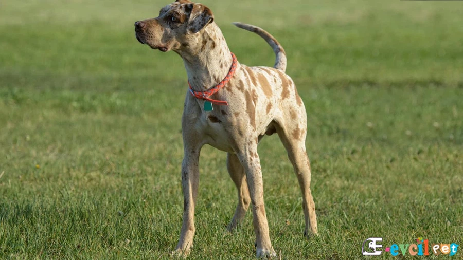American Leopard Hound (American Leopard Cur) American Leopard Cur Temel Eğitimi ve Tuvalet Eğitimi