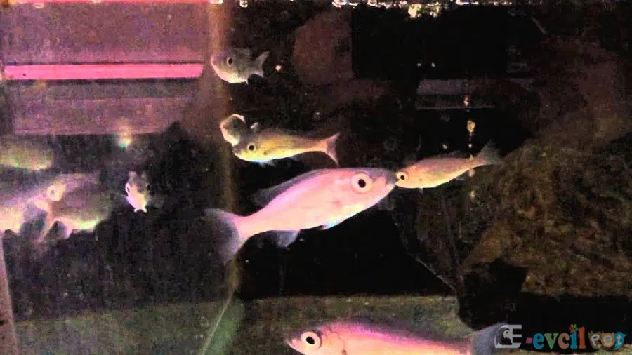Diplotaxodon limnothrissa akvaryumu