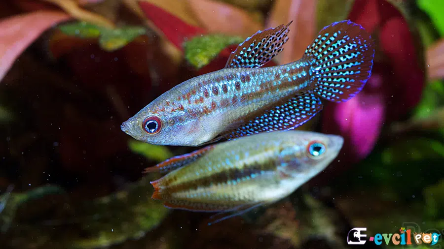 Trichopsis pumila (Parlayan Gurami) Akvaryumu