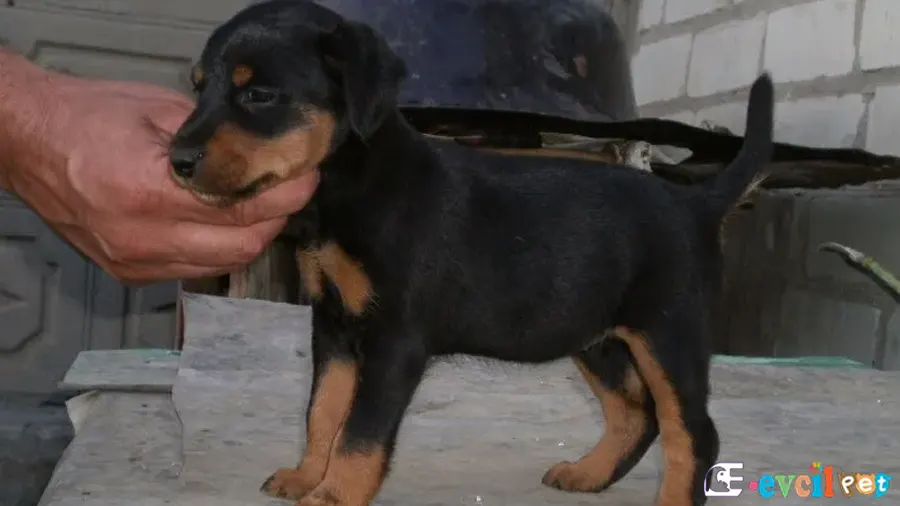 Alman Av Terrieri Bakımı ve Beslenmesi (jagdterrier)