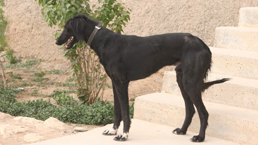 Turkish Hound Türk Tazısı Bakımı ve Beslenmesi