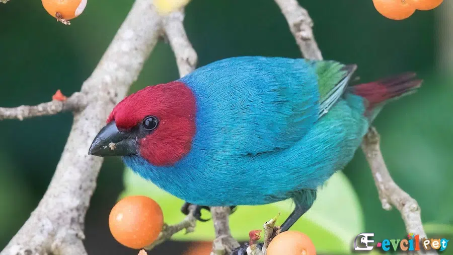 Parrot Finch (Papağan Finch) Meyve yerken
