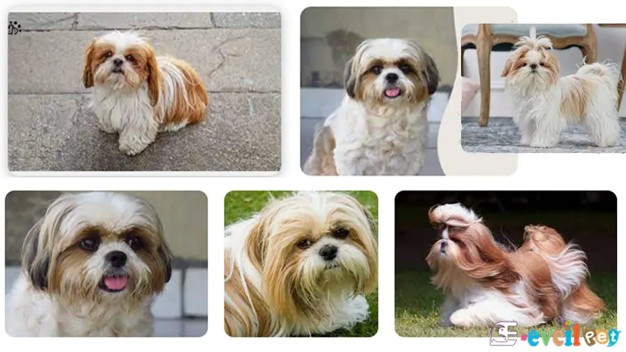 Shih Tzu Karakter Özellikleri