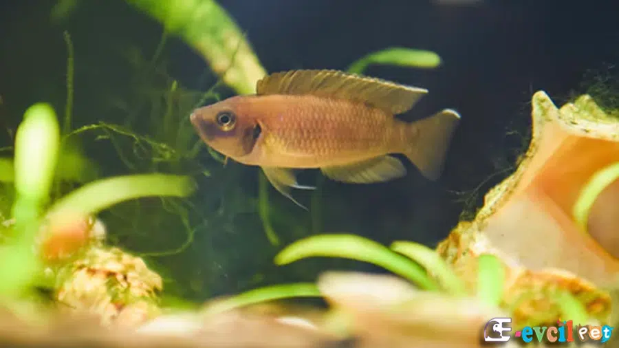 Salyangoz Cichlidi (Nelamprologus brevis) Erkek